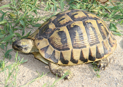 Zoowelt Kienzler Herbolzheim - Terraristik