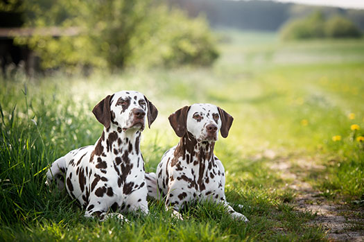 Zoowelt Kienzler Herbolzheim - Hunde